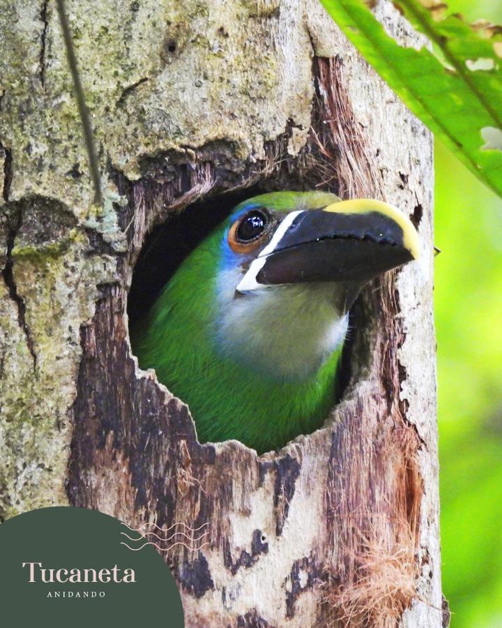 Отель Bosques De La Pradera Манисалес Экстерьер фото